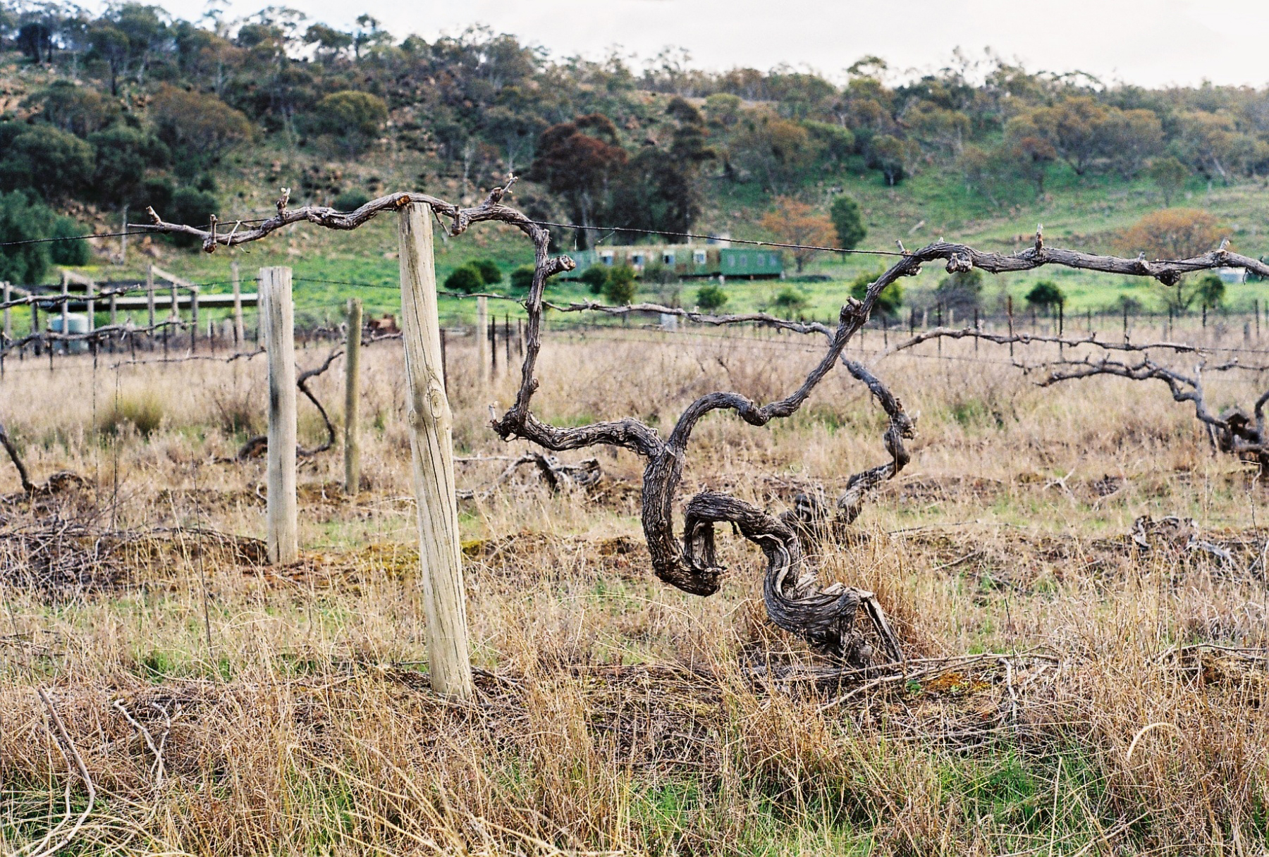 Eldorado Road old vines 